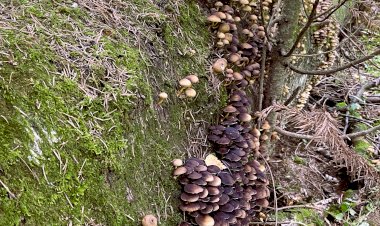 Мистика леса, или о чём навеяло дупло