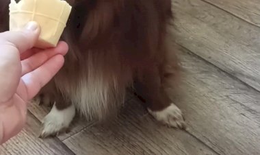 Они такие же как мы))) сладкоежка)))