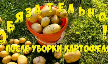 Обязательно сделайте это после уборки картофеля