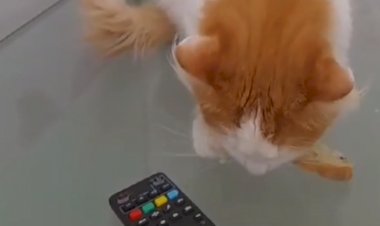 Голод не тетка)