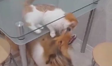 Вечерние забавы)