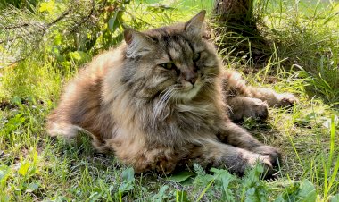 Курбобиха критикует