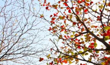 Какие цветы можно посадить под зиму