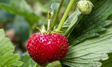 А Вы ели землянику в сентябре 2