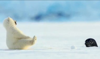 Ой! Тюлень...