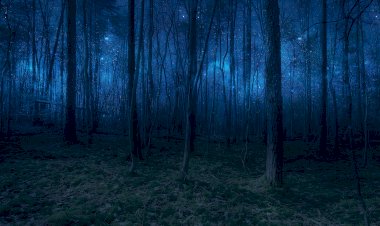 Звуки ночного леса