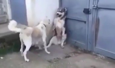 Мама - это вам не папа!