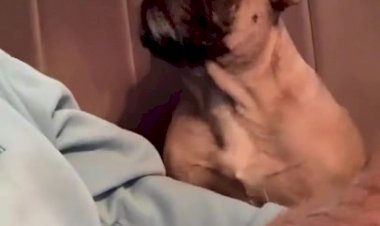 Все хотят ласки