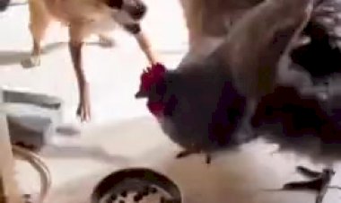 Смех смехом