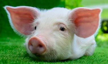 Почему нельзя есть мясо свиньи???