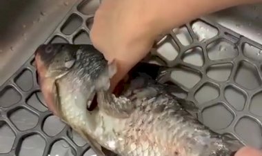 А вы знали, как почистить рыбу без ножа? Легко!..