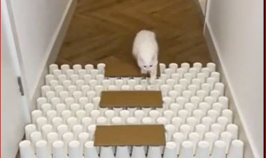 Сомневаетесь в интеллекте кошки? Зря!..