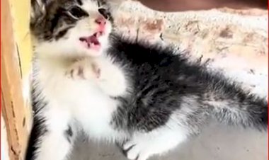 Как приручить хищника?