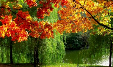 Спокойная музыка  со звуками журчания воды