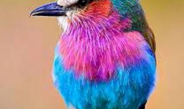 Звуки птичек