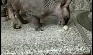 Тося любит рафаэлки