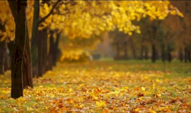 А вы это знали про ОСЕНЬ???