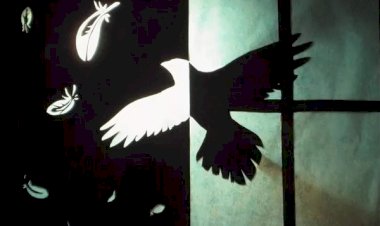 О несчастье птица сообщила (история из жизни)