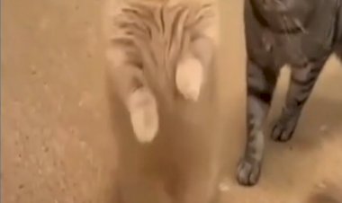 ТАКУЮ КИСЕНЬКУ КТО ВИДЕЛ??