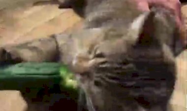 Скорей смотри этот ролик и подними настроение!!!