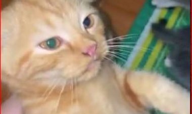 Старший сын