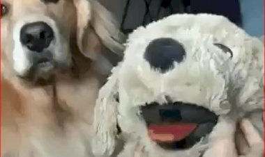 Ибо, нечего тут...