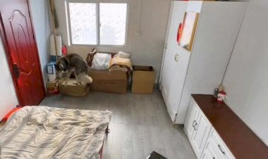 Ловкая собака показала коту,где раки зимуют