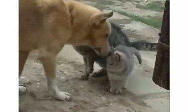 Кот и собака