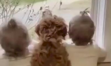 Прикол братишек