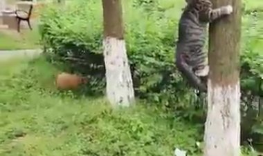 Смешной кот