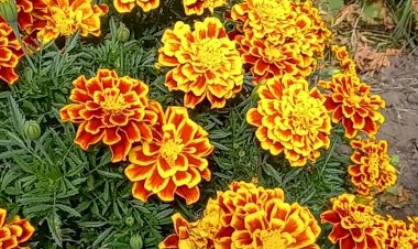 Цветы осени