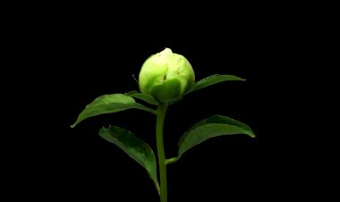 Как раскрываются цветы ?-Это красота!