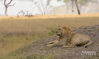 Австралия Танзания -красоты мира