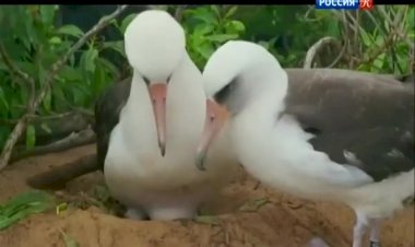 Животный мир.Немного про животных.