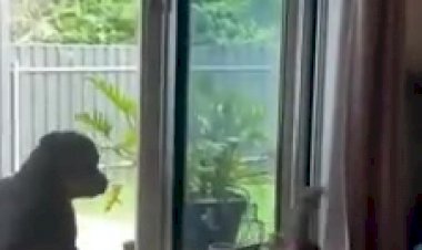 Смешные коты