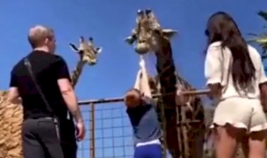 Покормил жирафа