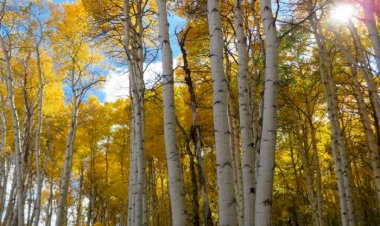 Вот она Осинка