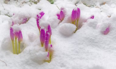Первый заморозок в городе. А как отреагировали растения? Пройдёмся?
