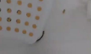 Кошка на отдыхе