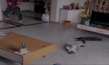 С драконом...