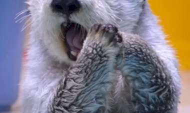 Животные мир