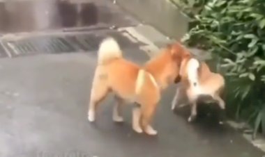 Охх эти собаки...