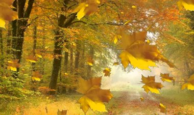 Под желтый душ дерев о счастие пою