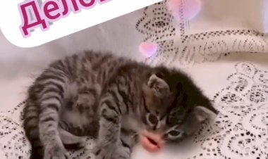 Деловая Мася