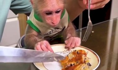 Обезьянка ест вилкой