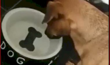 Кругом обман!