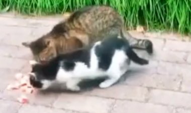 Курица ворует еду у кошки