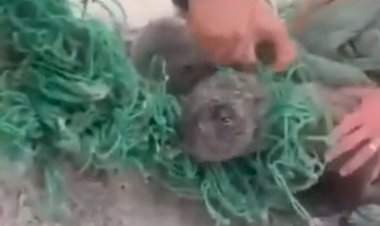 Видео про Моржа