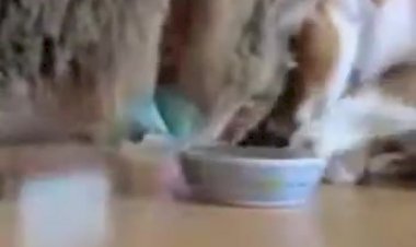 Коты едят из одной миски по-очереди