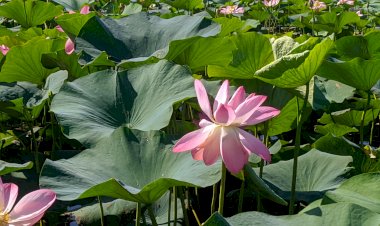 Путешествие к лотосам